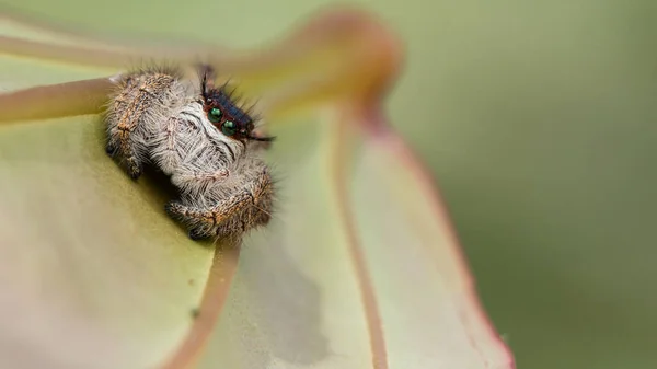 Örümcek Atlama Atlama Borneo Örümcek Örümcek Güzel Atlama Örümcek Atlama — Stok fotoğraf