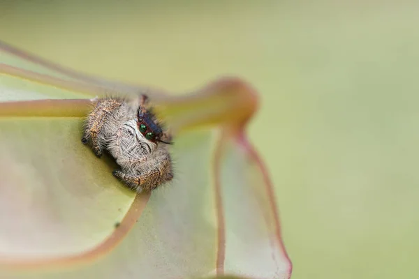 Örümcek Atlama Atlama Borneo Örümcek Örümcek Güzel Atlama Örümcek Atlama — Stok fotoğraf