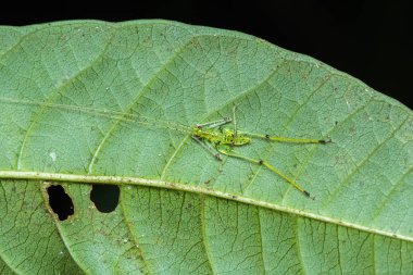 Borneo, yeşil yaprak üzerinde küçük Katydid