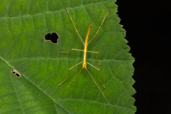 Μικρά Katydid Πράσινο Φύλλο Στο Βόρνεο — Φωτογραφία Αρχείου