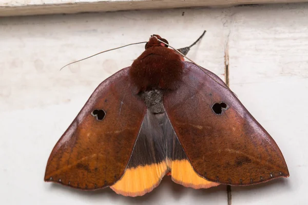 Macro Imagen Polilla Sabah Borneo — Foto de Stock