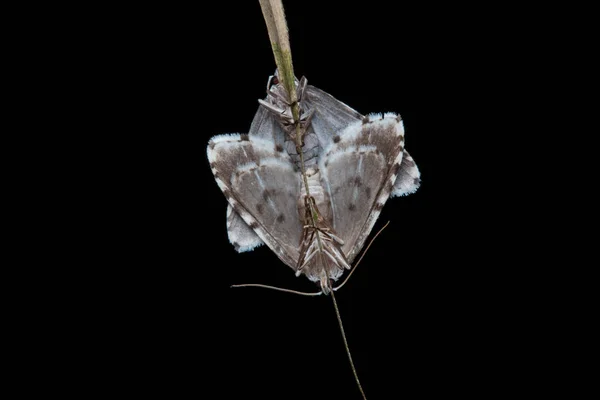 Macro Image Papillon Nuit Sabah Bornéo — Photo
