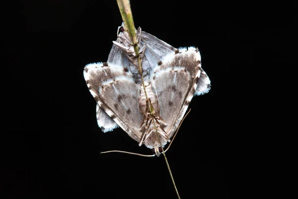 Macro Bild Fjäril Sabah Borneo — Stockfoto