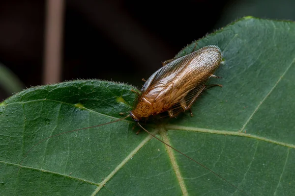 Szczelnie Góry Natura Jungle Karaluch — Zdjęcie stockowe