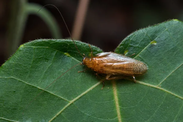 特写自然丛林蟑螂 — 图库照片