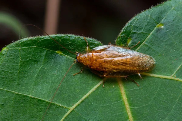 Szczelnie Góry Natura Jungle Karaluch — Zdjęcie stockowe