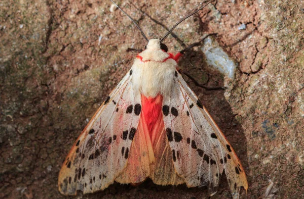 Ćma Obrazu Makro Sabah Borneo — Zdjęcie stockowe