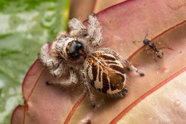 Örümcek atlama, atlama ve Borneo örümcek, örümcek, güzel atlama örümcek atlama yakın çekim