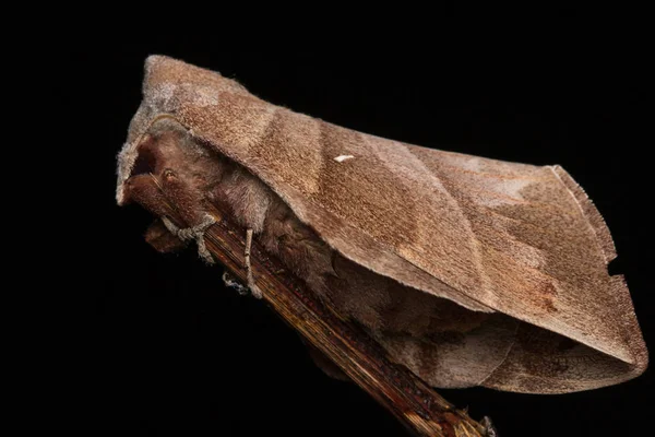 婆罗洲沙巴宏观影像蛾 — 图库照片