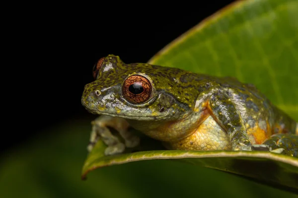 Rosnička Rosnička Borneo Rosnička Listu Borneo Žába Žába Izolované Černým — Stock fotografie