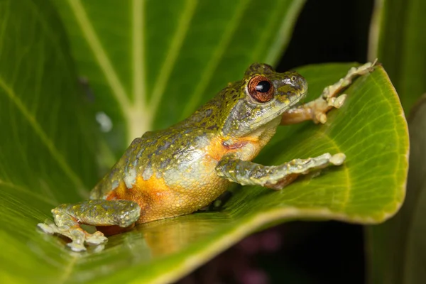 Rana Árbol Rana Árbol Borneo Rana Árbol Sobre Hoja Rana — Foto de Stock