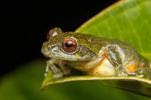 Rosnička Rosnička Borneo Rosnička Listu Borneo Žába Žába Izolované Černým — Stock fotografie