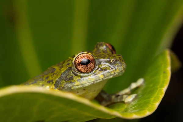 Boomkikker Van Borneo Boomkikker Blad Kikker Van Borneo Kikker Met — Stockfoto