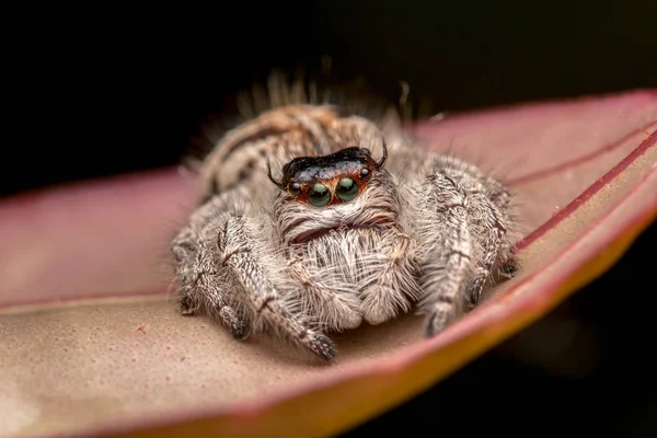 Nahaufnahme Einer Springenden Spinne Einer Springenden Spinne Von Borneo Einer — Stockfoto