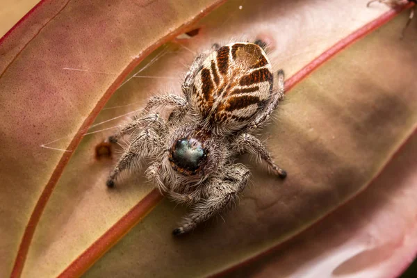 Close-up of Jumping Spider , Jumping Spider of Borneo , Jumping Spider , Beautiful Jumping Spider