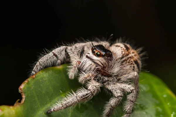 Close Jumping Spider Jumping Spider Borneo Jumping Spider Beautiful Jumping — Fotografia de Stock