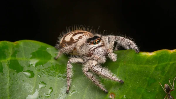 Nahaufnahme Einer Springenden Spinne Einer Springenden Spinne Von Borneo Einer — Stockfoto