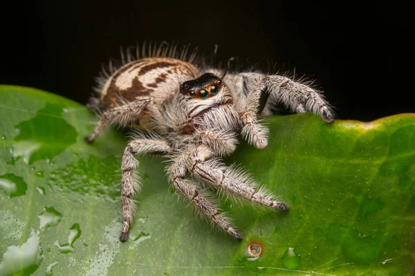 ネコハエトリ ハエトリグモ蜘蛛クモ ボルネオのハエトリグモ ハエトリグモ 美しいハエトリグモのクローズ アップ — ストック写真