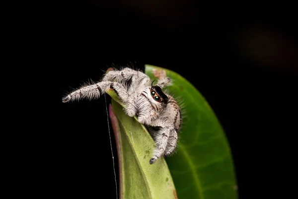 Örümcek Atlama Atlama Borneo Örümcek Örümcek Güzel Atlama Örümcek Atlama — Stok fotoğraf