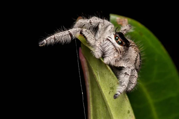 Nahaufnahme Einer Springenden Spinne Einer Springenden Spinne Von Borneo Einer — Stockfoto