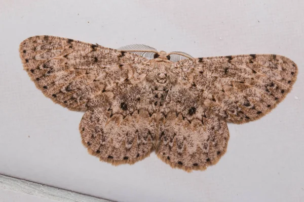 Macro Image Moth Sabah Borneo — Stock Photo, Image