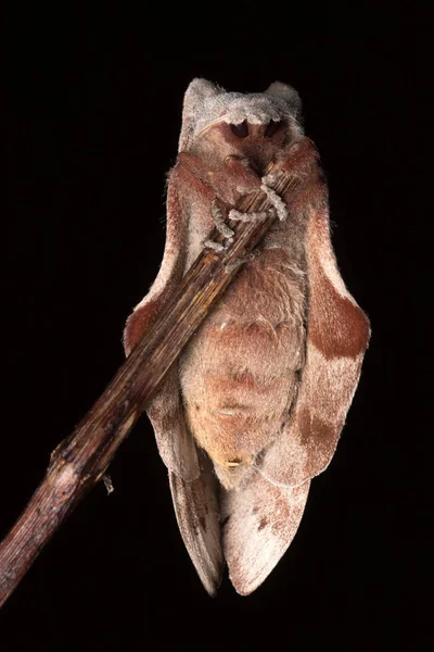 Macro Image Moth Sabah Borneo — Stock Photo, Image