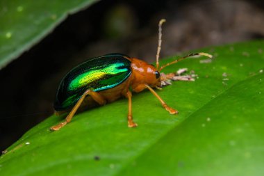 Güzel metal yaprak böceği Sabah, Borneo üzerinde makro görüntü 