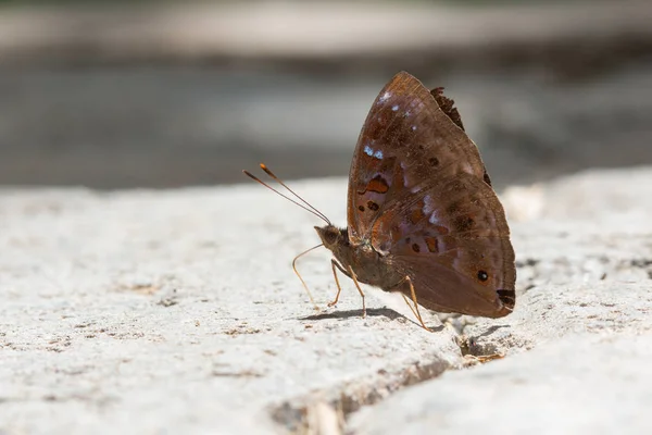 Vacker Fjäril Borneo Närbild Fjäril Blomma Mark Fjäril Borneo — Stockfoto