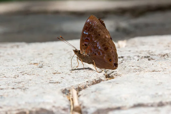 Beau Papillon Bornéo Gros Plan Papillon Sur Sol Fleuri Papillon — Photo