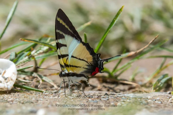 Hermosa Mariposa Borneo Mariposa Primer Plano Suelo Flores Mariposa Borneo —  Fotos de Stock