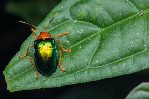 Macro image of beautiful metallic leaf beetle on Sabah, Borneo
