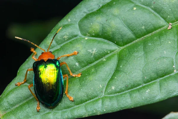 婆罗洲沙巴美丽金属叶甲虫的宏观图像 — 图库照片
