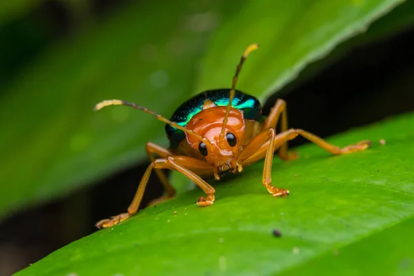 Macro Image Beautiful Metallic Leaf Beetle Sabah Borneo — Stock Photo, Image