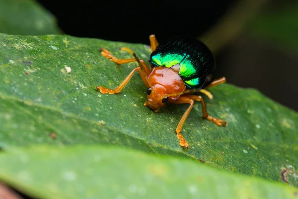 Macro Image Beautiful Metallic Leaf Beetle Sabah Borneo — Stock Photo, Image