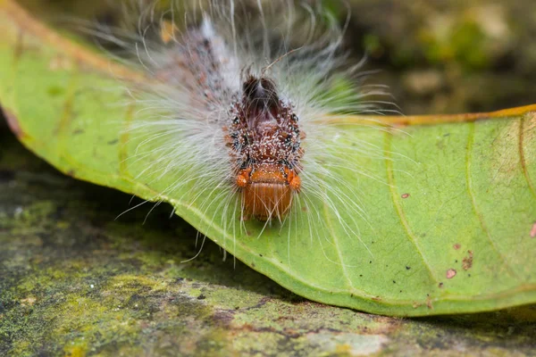 Sabah Borneo Kıllı Caterpillar Görüntüsünü Makro — Stok fotoğraf