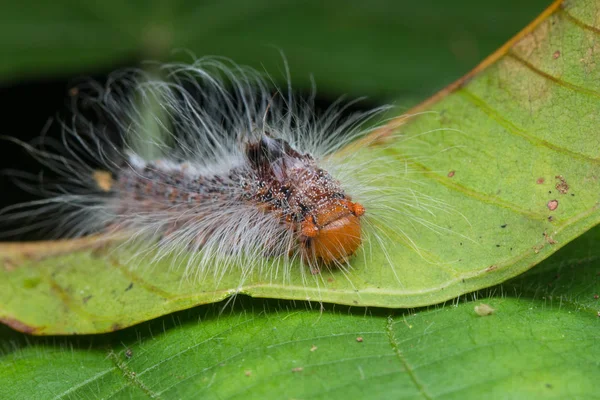 Sabah Borneo Kıllı Caterpillar Görüntüsünü Makro — Stok fotoğraf
