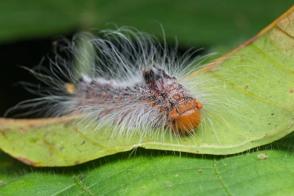 Macro Image Chenille Poilue Sabah Bornéo — Photo