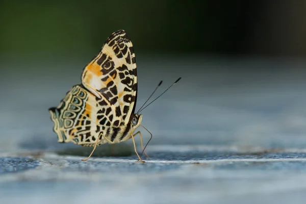 Macro Image Beau Papillon Sabah Bornéo — Photo