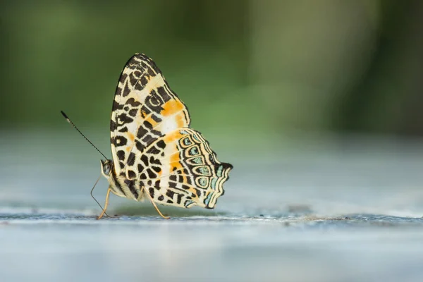 Macro Imagen Hermosa Mariposa Sabah Borneo — Foto de Stock