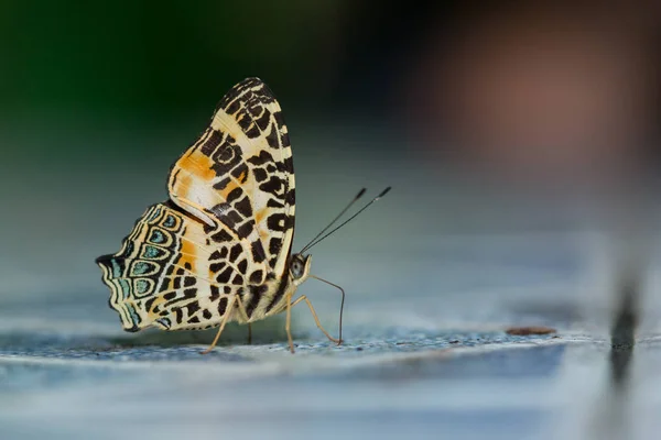 Macro Image Beau Papillon Sabah Bornéo — Photo