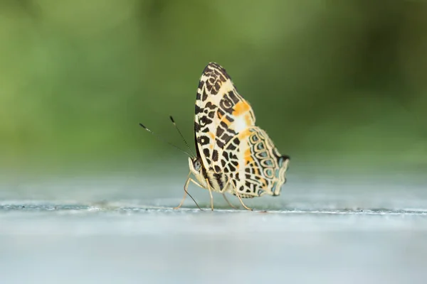 Macro Image Beau Papillon Sabah Bornéo — Photo