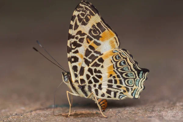 Macro Imagen Hermosa Mariposa Sabah Borneo — Foto de Stock