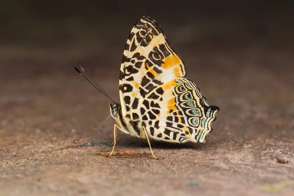 Makroaufnahme Des Schönen Schmetterlings Bei Sabah Borneo — Stockfoto