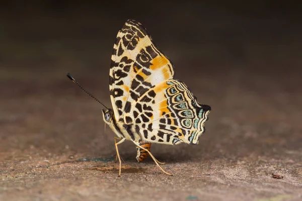 Macro Image Beau Papillon Sabah Bornéo — Photo