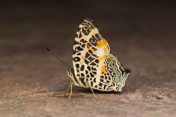 Macro Image Beau Papillon Sabah Bornéo — Photo