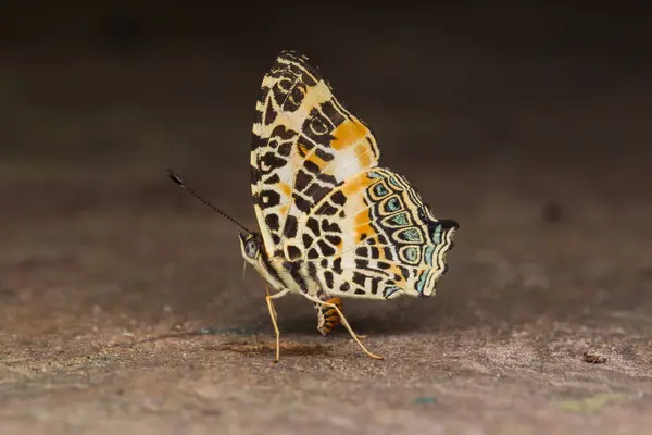 Makro Snímek Krásného Motýla Sabah Borneo — Stock fotografie