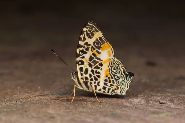 Macro Image Beau Papillon Sabah Bornéo — Photo