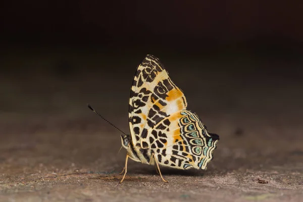 Macro Imagen Hermosa Mariposa Sabah Borneo — Foto de Stock