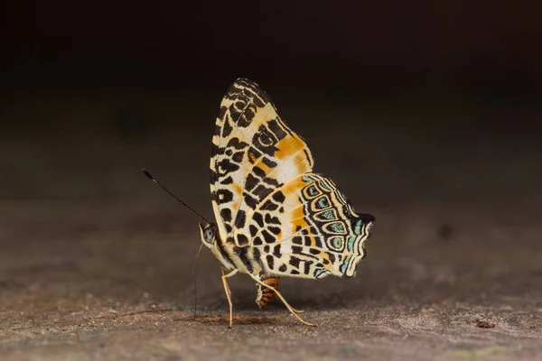 Macro Imagen Hermosa Mariposa Sabah Borneo —  Fotos de Stock