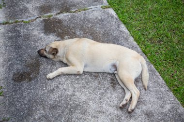 Görüntü arka plan ile köpek Close-up